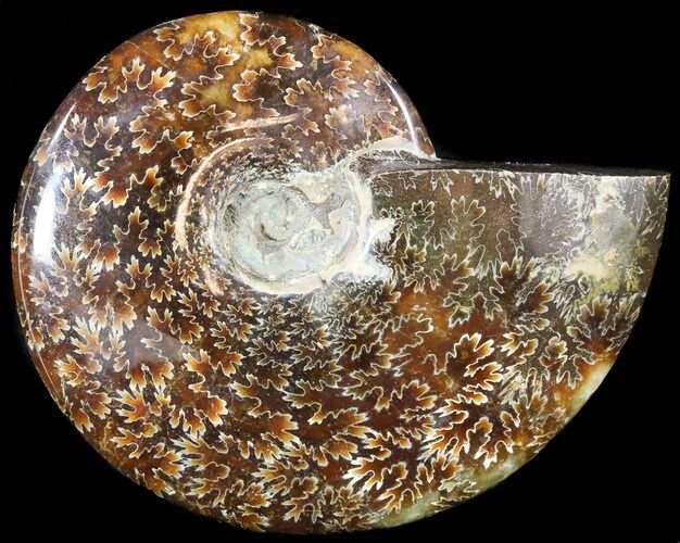 Wide Polished Cleoniceras Ammonite - Madagascar #49423